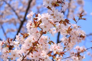 北海道の桜の見頃や名所・穴場は？花見とジンギスカンを一緒に楽しめる所も！