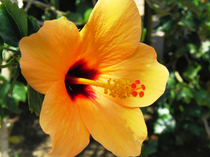 カピオラニ公園はハワイの癒やしスポット！おすすめの周辺情報も紹介！