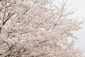 夙川の桜・2018年の開花予想や見頃は？ライトアップ情報などお届け！