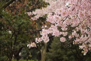 日本橋桜フェスティバル特集！日程や人気グルメにアクセスまで一挙ご紹介！