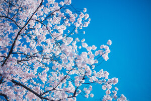 池上本門寺の桜を満喫！春まつりの開催時期や見どころを紹介！