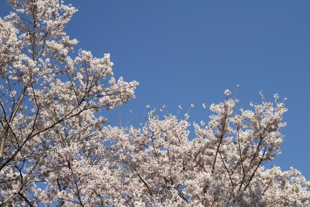 エドヒガンはどこで見られる 花の特徴や開花時期 おすすめスポットを紹介 Travelnote トラベルノート