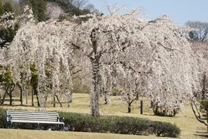 しだれ桜の名所はどこ？人気のおすすめスポットや見どころを紹介！