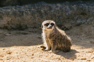 上野動物園デートのおすすめプランまとめ！ランチや周辺スポットも徹底紹介！