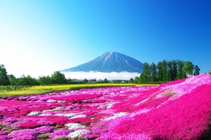 北海道・芝桜の名所をランキングで紹介！ピンクの絨毯の見頃やアクセスは？