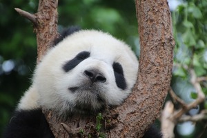 パンダに会える動物園は上野以外にもある！全3か所の見どころ・楽しみ方は？