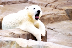北海道の動物園人気ランキングBEST9！おすすめスポットの見どころは？