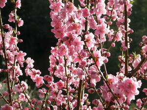 花桃の里は阿智村のおすすめスポット！花桃まつりの時期や混雑状況も調査！