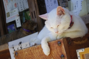 梅宮大社は京都で有名な猫神社！紫陽花やお祭りなど見どころもいっぱい！