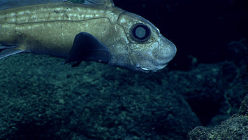 世界一深い海「マリアナ海溝」の謎に迫る！場所や最深部の深さ・生息する生物は？