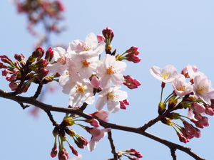京都・原谷苑は桜や紅葉が美しい人気スポット！見頃や入園料を紹介！