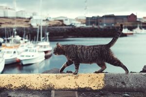 藍島で猫と遊ぼう！フェリーでのアクセスや観光のポイントは？