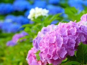 紫陽花の東京名所・穴場ランキングTOP13！見頃やライトアップ情報も紹介