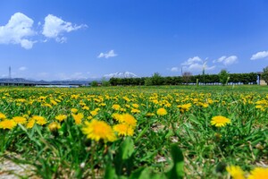 「あわじ花さじき」は兵庫・淡路島の絶景スポット！見どころや料金は？