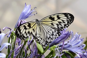 琉宮城蝶々園は沖縄のおすすめ観光スポット！南国の蝶と植物に触れ合える！