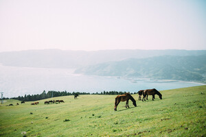 尻屋崎は青森のおすすめ観光スポット！開放的な馬の様子を見ながらのんびりしょう