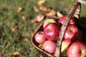 りんご公園は青森弘前市の人気スポット！りんご狩りやアップルパイがおすすめ！