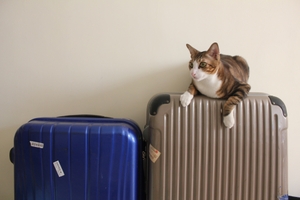 猫と泊まれる宿ランキングTOP16！エリア別におすすめスポットをご紹介！