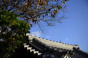 椿大神社は恋愛成就で有名なパワースポット！お守りや御朱印もご紹介！