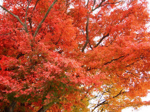 神仙沼は人気の紅葉スポット！おすすめ時期やアクセス方法をご紹介！