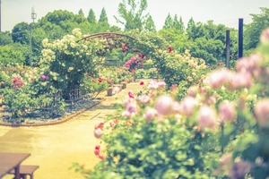 北山緑化植物園は紅葉や桜を堪能できる兵庫の人気スポット！営業時間やアクセスも