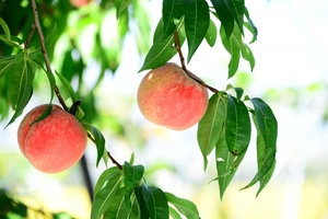 ラ・ペスカは山梨の季節限定カフェ！桃をふんだんに使ったメニューが大人気！