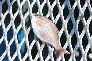 塩焼きにすると絶品の魚ウミタナゴ！釣り方や捌き方・おいしい料理をご紹介！