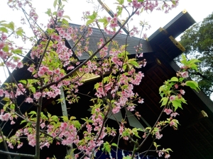 桜神宮は恋愛成就のご利益で有名なスポット！季節限定の御朱印も人気！
