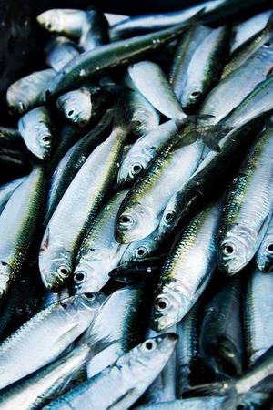 青魚の種類や釣り方をチェック！栄養やさわら・ブリなどの美味しい食べ方は？