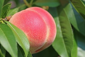 福島の桃狩りスポット9選！食べ放題できるおすすめの農園もご紹介！