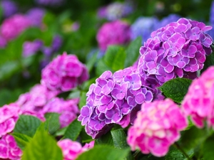 紫陽花の名所全国ランキングTOP39！関東・関西のおすすめスポットも紹介