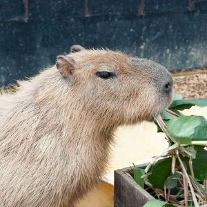 姫路市立動物園は動物たちと触れ合える人気スポット！料金・アクセス方法は？
