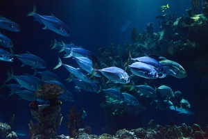 上越市立水族博物館「うみがたり」の混雑状況は？見どころもチェック！