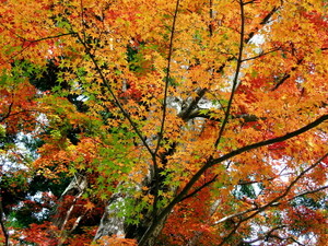 瑞宝寺公園は紅葉や茶会が魅力の癒しスポット！アクセス・駐車場は？