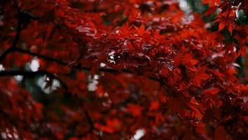 長円寺（長野）は紅葉が綺麗な観光スポット！御朱印やライトアップ情報も！