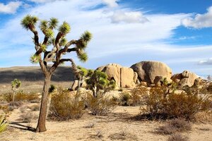 ジョシュアツリーは砂漠にある国立公園！珍しい植物など見どころを紹介！