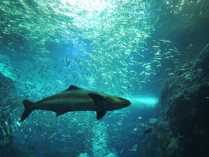 釧路初の水族館「くしろ水族館ぷくぷく」が人気！美しい魚の世界を楽しもう！
