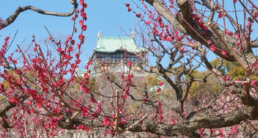 【2020年】大阪城公園の梅林の開花予想は？見ごろの時期・アクセス方法も！
