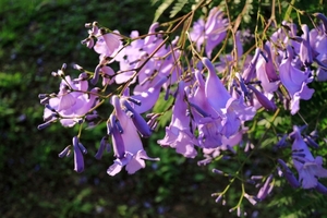ジャカランダの花は世界三大花木の一つ！日本で見られる名所をご紹介！
