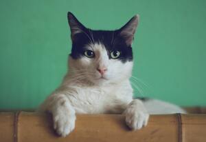 上野の猫カフェ人気ランキングTOP7！抱っこできる癒しスポットもご紹介！
