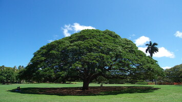 ハワイのモアナルア・ガーデンへCMで有名になった木を探しに行こう♪