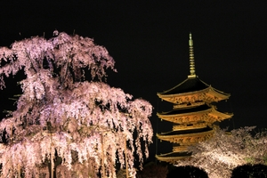 東寺は桜が綺麗な穴場！開花の見頃・ライトアップ期間・混雑状況をリサーチ！