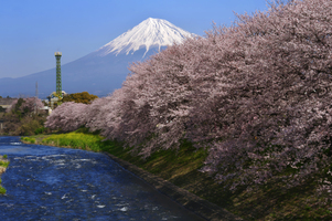 富士地域のおすすめ観光スポットを紹介！富士市や富士宮市の旅行を大満喫しよう！