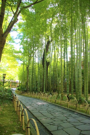 伊豆市は自然・歴史・文化が薫る魅力的なまち！人気の観光スポットを紹介！