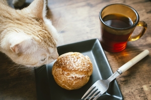 川崎のおすすめ猫カフェを紹介！人気のお店から里親募集の店舗まで！