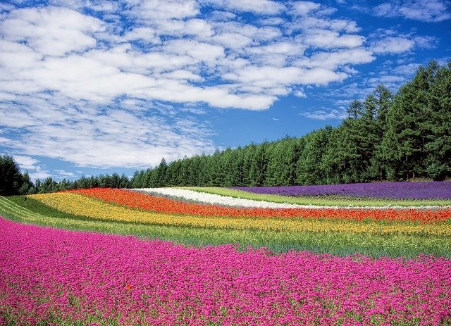 全国】絶景が楽しめる花畑の名所23選！花が一面に咲き誇る見頃期間も