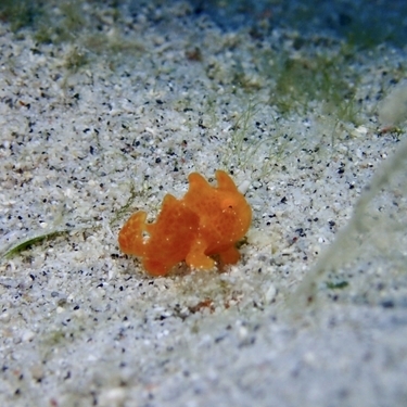 ダンゴウオの生態とは？見られる水族館や生息地・飼育方法をご