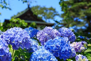 【関西】紫陽花が美しい絶景スポット23選！名所・穴場や見頃情報も紹介！