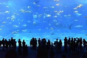 沖縄ちゅら海水族館の人気お土産17選♡限定のお菓子やぬいぐるみを見逃すな！
