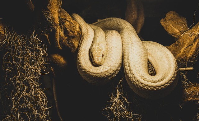 2022A/W新作送料無料 赤目の白蛇様✨フォト✨蛇の抜け殻✨写真✨白蛇のお守り横AD